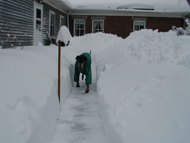 medium-sized dog in shovelled path
      with snow higher than the dog