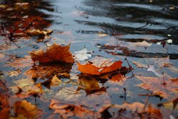 [photo: autumn leaves in a pool]